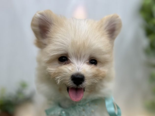 香川県のハーフ犬・ミックス犬 (アミーゴ高松店/2024年6月1日生まれ/男の子/クリーム)の子犬