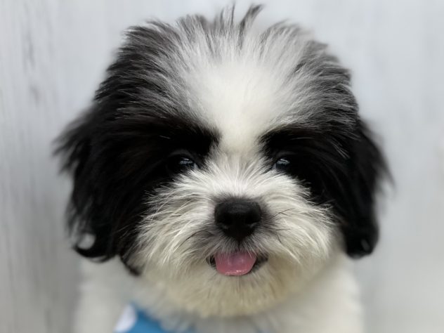 香川県のハーフ犬・ミックス犬 (アミーゴ高松店/2024年2月22日生まれ/男の子/ブラックホワイト)の子犬