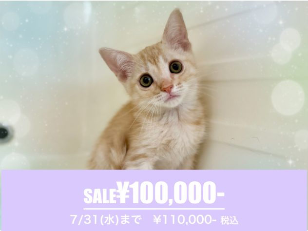 岡山県のミヌエット (アミーゴ中庄店/2024年5月13日生まれ/男の子/レッドタビー)の子猫