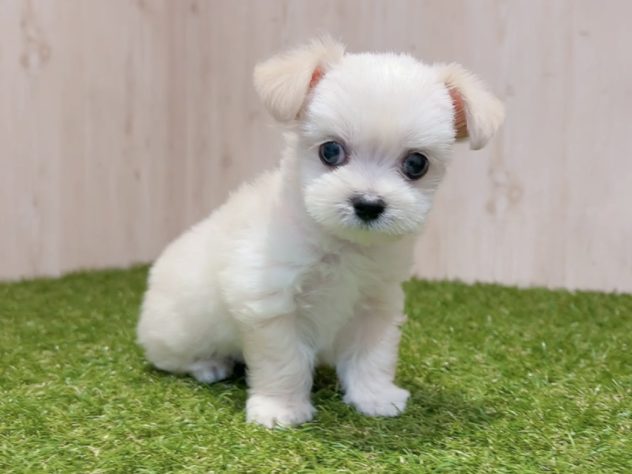 茨城県のハーフ犬・ミックス犬 (アミーゴ神栖店/2024年4月20日生まれ/男の子/ホワイト)の子犬