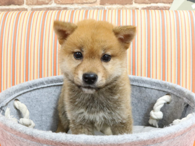 広島県の柴犬(標準サイズ) (アミーゴ西条店/2024年4月18日生まれ/男の子/赤)の子犬
