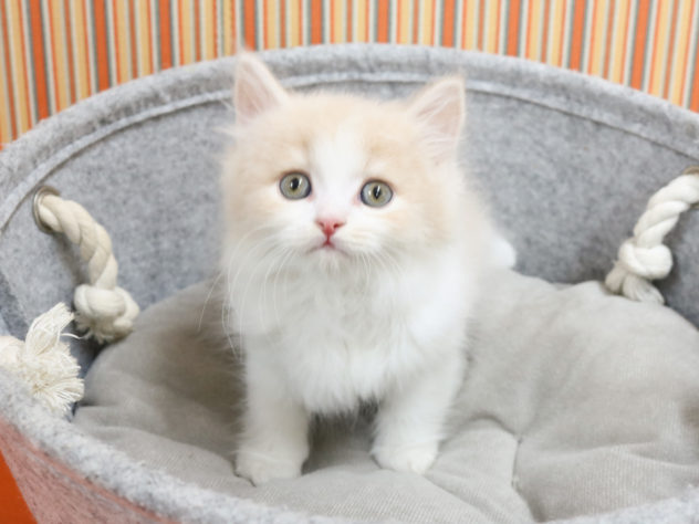広島県のセルカークレックス (アミーゴ西条店/2024年5月24日生まれ/男の子/クリームホワイト)の子猫