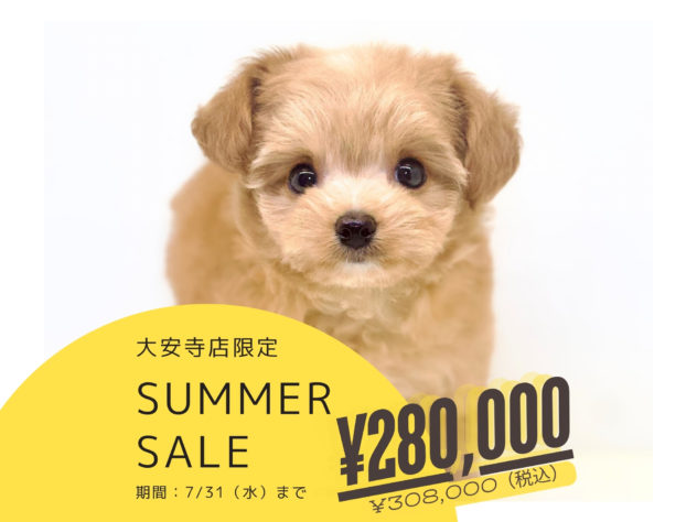 岡山県のハーフ犬・ミックス犬 (アミーゴ大安寺店/2024年5月15日生まれ/女の子/オレンジ)の子犬