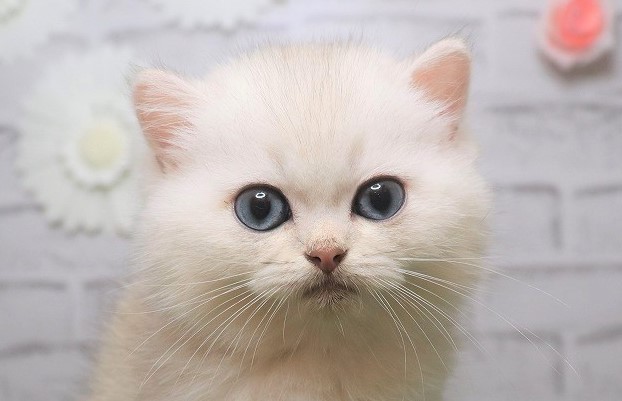 岡山県のブリティッシュショートヘアー (アミーゴ妹尾店/2024年5月10日生まれ/男の子/ライラックシルバーチンチラ)の子猫