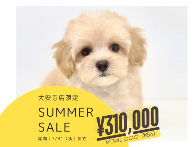 岡山県のハーフ犬・ミックス犬 (アミーゴ大安寺店/2024年5月20日生まれ/女の子/クリーム)の子犬