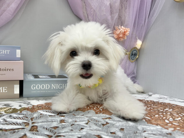 岡山県のハーフ犬・ミックス犬 (アミーゴ高屋店/2024年2月8日生まれ/女の子/ホワイト)の子犬