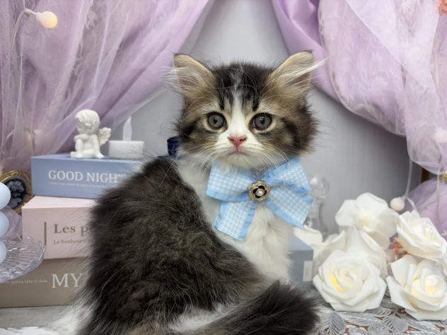 岡山県のラガマフィン (アミーゴ高屋店/2024年5月26日生まれ/男の子/ブラウンマッカレルタビーホワイト)の子猫