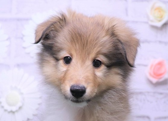 岡山県のシェットランドシープドッグ (アミーゴ妹尾店/2024年5月25日生まれ/男の子/セーブルホワイト)の子犬