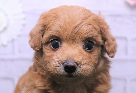 岡山県のハーフ犬・ミックス犬 (アミーゴ妹尾店/2024年5月25日生まれ/女の子/レッド)の子犬