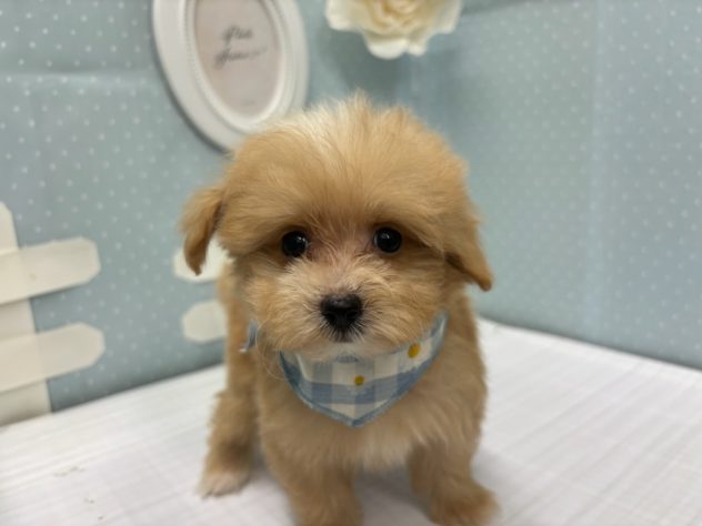 岡山県のハーフ犬・ミックス犬 (アミーゴ倉敷店/2024年5月28日生まれ/男の子/アプリコット)の子犬