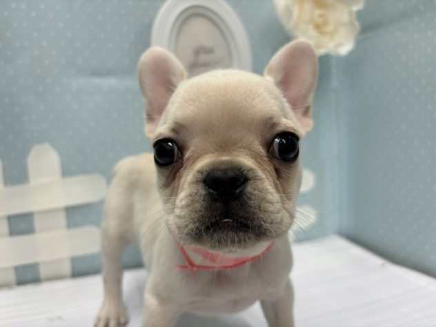 岡山県のフレンチブルドッグ (アミーゴ倉敷店/2024年5月22日生まれ/女の子/クリーム)の子犬