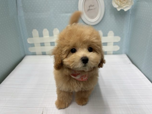 岡山県のハーフ犬・ミックス犬 (アミーゴ倉敷店/2024年5月13日生まれ/女の子/クリーム)の子犬