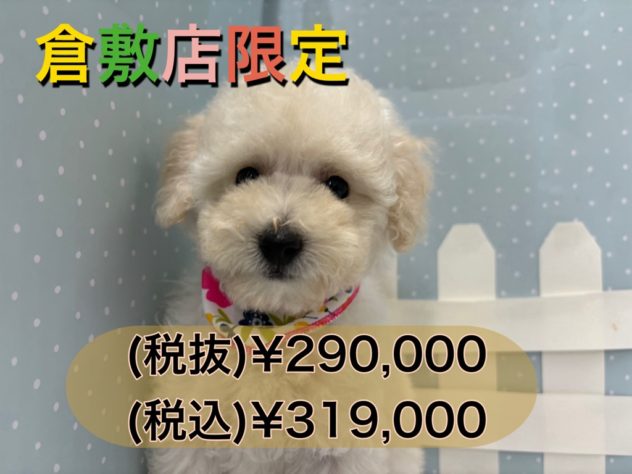 岡山県のトイプードル(トイ) (アミーゴ倉敷店/2024年5月5日生まれ/女の子/ホワイト)の子犬