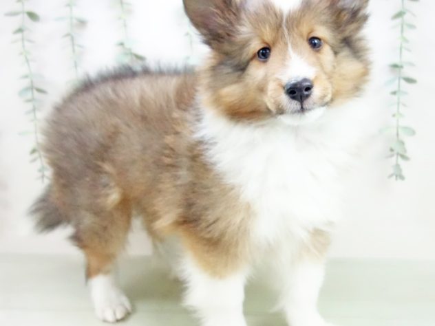 愛知県のシェットランドシープドッグ (アミーゴみなと店/2024年4月27日生まれ/男の子/セーブルホワイト)の子犬