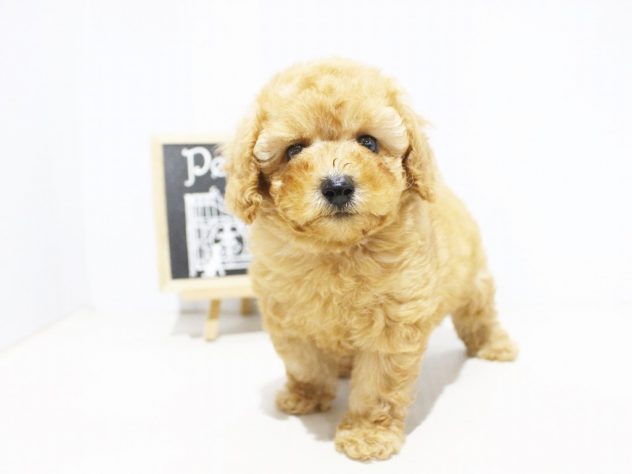 兵庫県のトイプードル(トイ) (アミーゴつかしん店/2024年5月18日生まれ/男の子/アプリコット)の子犬