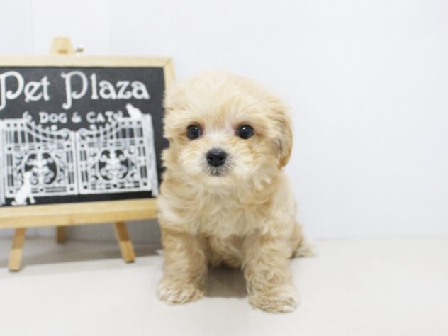 兵庫県のハーフ犬・ミックス犬 (アミーゴつかしん店/2024年5月18日生まれ/男の子/クリーム)の子犬