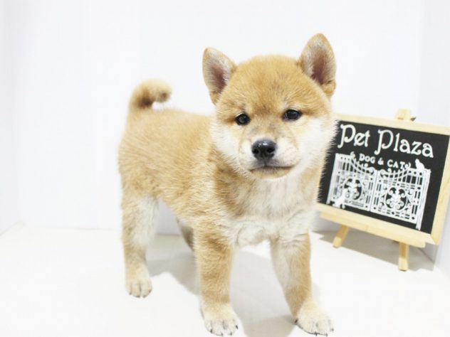 兵庫県の柴犬(標準サイズ) (アミーゴつかしん店/2024年5月22日生まれ/男の子/赤)の子犬