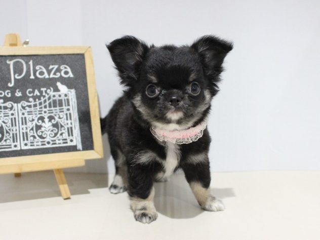兵庫県のチワワ(ロング) (アミーゴつかしん店/2024年5月24日生まれ/女の子/ブラックタンホワイト)の子犬