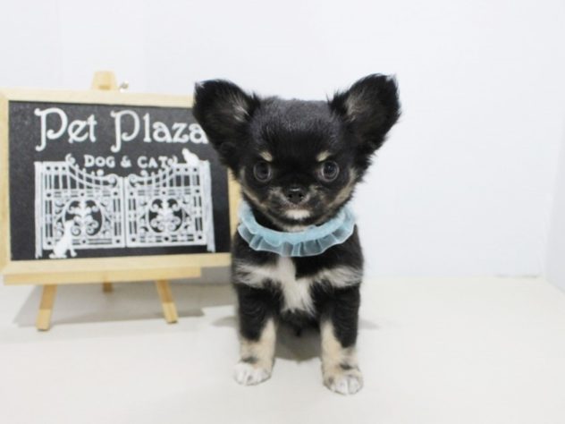 兵庫県のチワワ(ロング) (アミーゴつかしん店/2024年5月24日生まれ/男の子/ブラックタンホワイト)の子犬