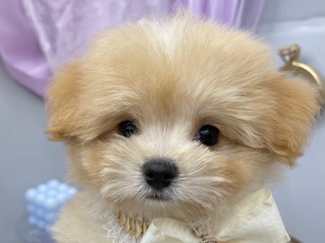 岡山県のハーフ犬・ミックス犬 (アミーゴ高屋店/2024年5月7日生まれ/女の子/クリーム)の子犬