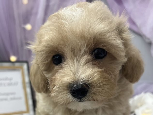 岡山県のハーフ犬・ミックス犬 (アミーゴ高屋店/2024年5月17日生まれ/男の子/クリーム)の子犬