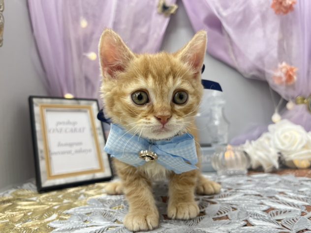 岡山県のセルカークレックス (アミーゴ高屋店/2024年5月23日生まれ/男の子/レッドタビー)の子猫