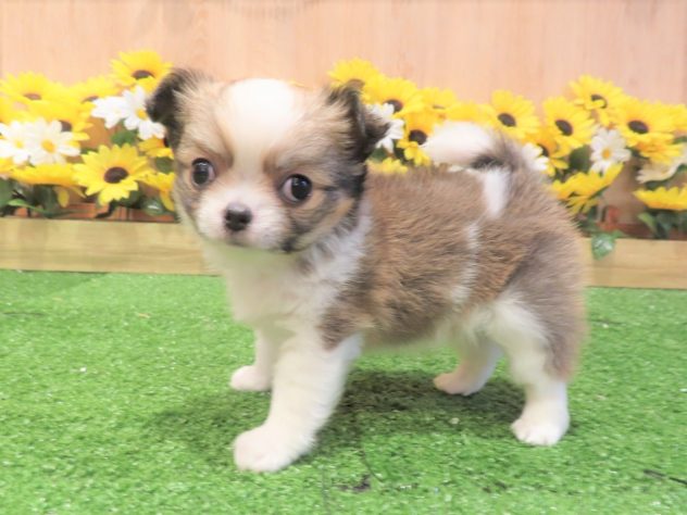 兵庫県のチワワ(ロング) (アミーゴ伊丹店/2024年4月30日生まれ/女の子/レッドホワイト)の子犬