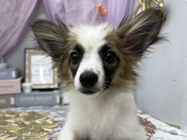 岡山県のハーフ犬・ミックス犬 (アミーゴ高屋店/2024年2月21日生まれ/女の子/ホワイトレッド)の子犬