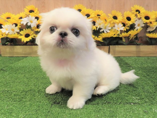 兵庫県のペキニーズ (アミーゴ伊丹店/2024年5月16日生まれ/男の子/ホワイト)の子犬