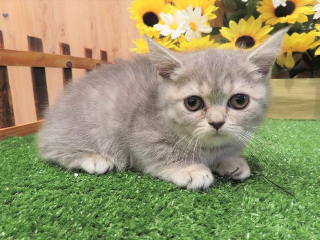 兵庫県のミヌエット (アミーゴ伊丹店/2024年5月14日生まれ/女の子/ブルータビー)の子猫