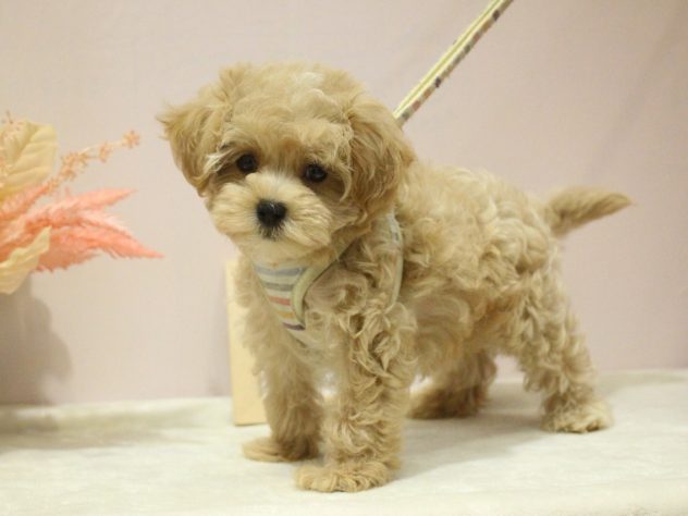 兵庫県のハーフ犬・ミックス犬 (アミーゴ魚住店/2024年4月23日生まれ/男の子/クリーム)の子犬