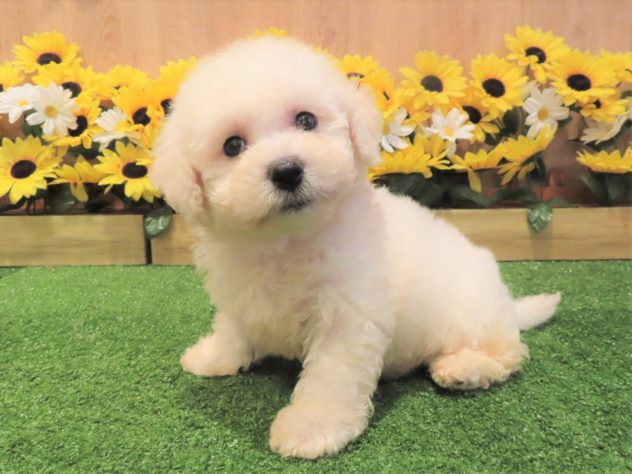 兵庫県のビションフリーゼ (アミーゴ伊丹店/2024年5月26日生まれ/男の子/ホワイト)の子犬