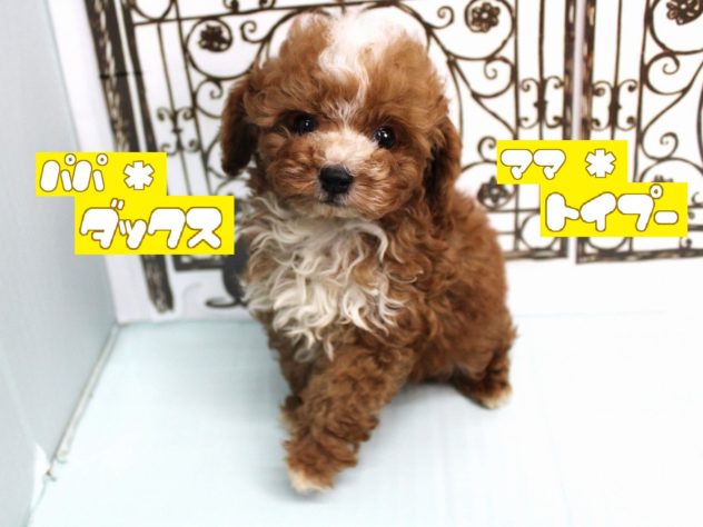 兵庫県のハーフ犬・ミックス犬 (アミーゴ尼崎昭和通店/2024年5月3日生まれ/男の子/レッドホワイト)の子犬