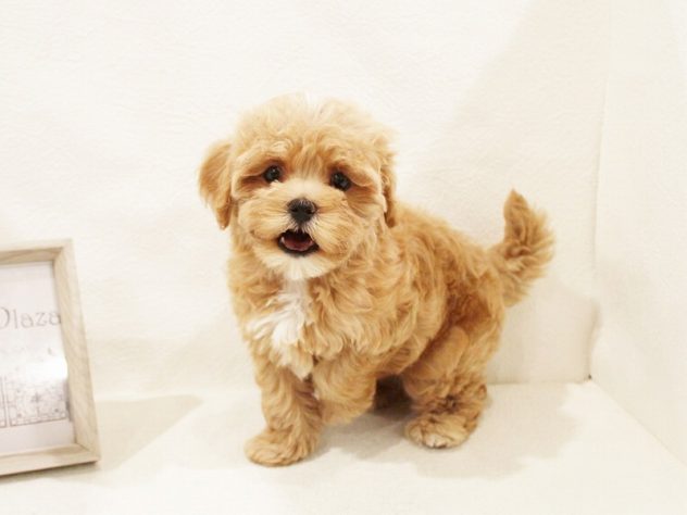 2024年5月17日生まれのハーフ犬・ミックス犬の4枚目の写真