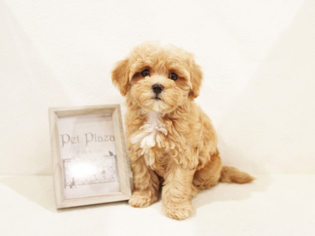 兵庫県のハーフ犬・ミックス犬 (アミーゴ神戸灘店/2024年5月17日生まれ/女の子/クリームホワイト)の子犬