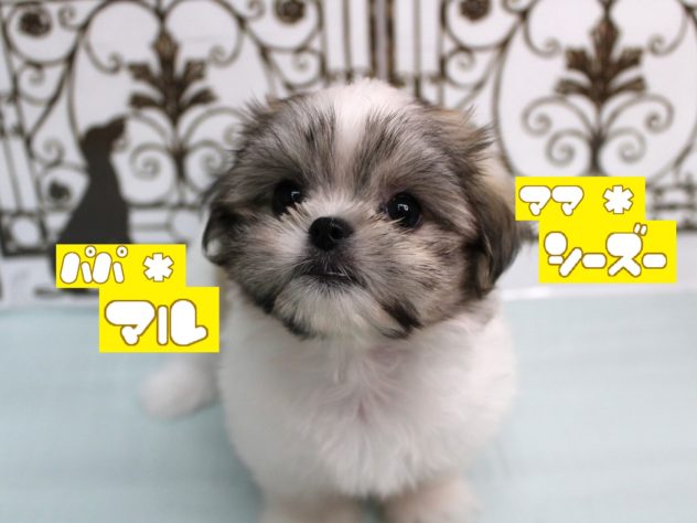 兵庫県のハーフ犬・ミックス犬 (アミーゴ尼崎昭和通店/2024年5月9日生まれ/女の子/ホワイトゴールド)の子犬