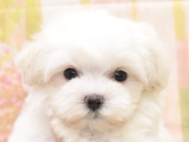 大阪府のハーフ犬・ミックス犬 (アミーゴ鳳店/2024年5月6日生まれ/女の子/ホワイト)の子犬