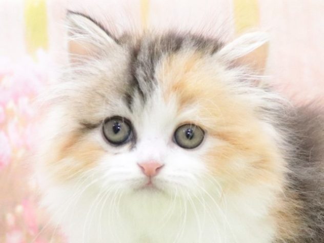 大阪府のミヌエット (アミーゴ鳳店/2024年5月6日生まれ/女の子/シルバーパッチドタビー)の子猫