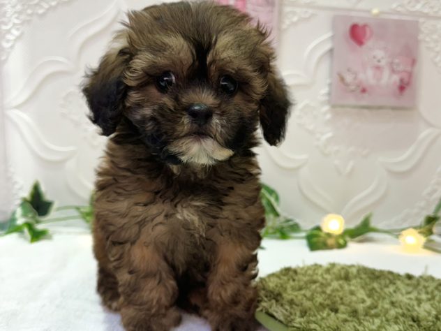福島県のハーフ犬・ミックス犬 (アミーゴ本宮店/2024年4月24日生まれ/女の子/ゴールドホワイト)の子犬