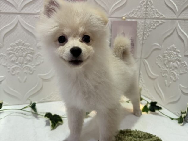 福島県のポメラニアン (アミーゴ本宮店/2024年2月11日生まれ/女の子/ホワイト)の子犬