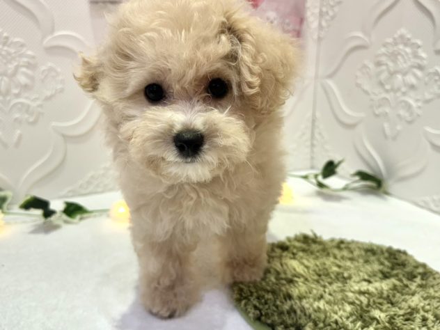 福島県のハーフ犬・ミックス犬 (アミーゴ本宮店/2024年4月13日生まれ/女の子/クリーム)の子犬