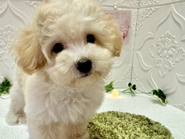福島県のハーフ犬・ミックス犬 (アミーゴ本宮店/2024年4月8日生まれ/男の子/ホワイトアプリコット)の子犬