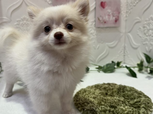 福島県のハーフ犬・ミックス犬 (アミーゴ本宮店/2024年4月29日生まれ/女の子/ホワイト)の子犬