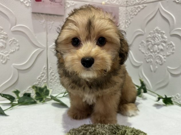 福島県のハーフ犬・ミックス犬 (アミーゴ本宮店/2024年4月14日生まれ/男の子/レッド)の子犬