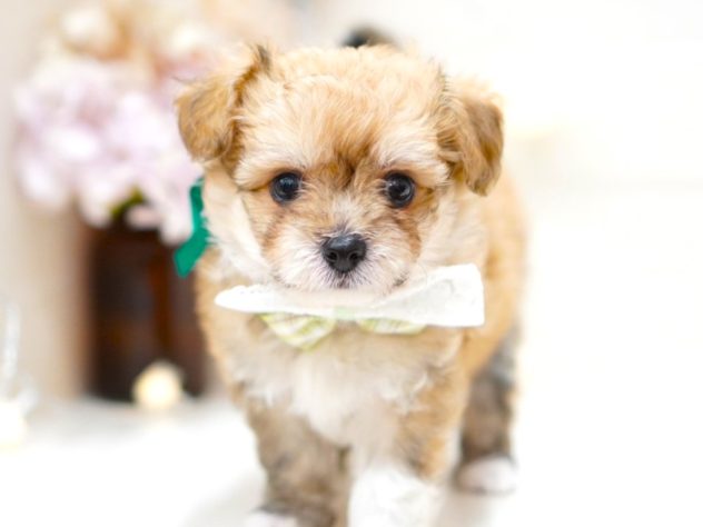 富山県のハーフ犬・ミックス犬 (アミーゴ富山山室店/2024年5月26日生まれ/男の子/レッド)の子犬