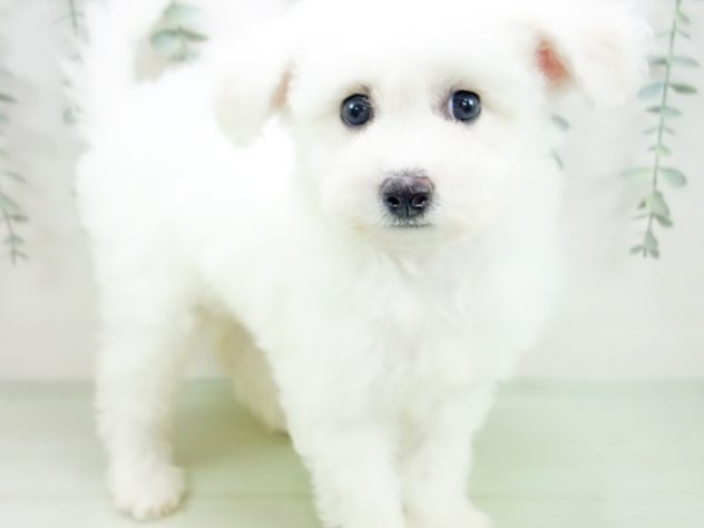 愛知県のビションフリーゼ (アミーゴ豊橋牧野店/2024年4月23日生まれ/女の子/ホワイト)の子犬