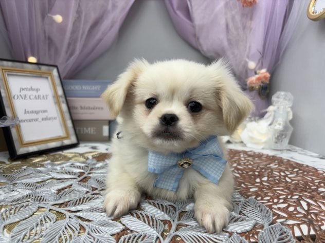 岡山県のハーフ犬・ミックス犬 (アミーゴ高屋店/2024年5月20日生まれ/男の子/ホワイト)の子犬