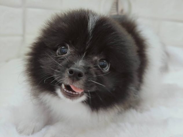 2024年5月9日生まれのハーフ犬・ミックス犬の4枚目の写真