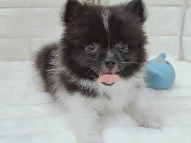 2024年5月9日生まれのハーフ犬・ミックス犬の3枚目の写真