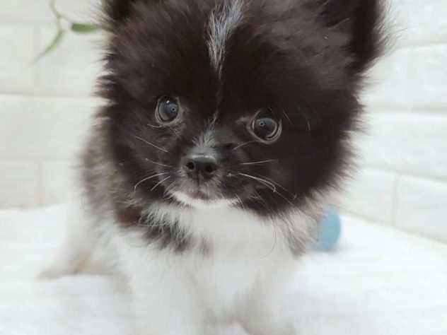 石川県のハーフ犬・ミックス犬 (アミーゴ金沢有松店/2024年5月9日生まれ/男の子/ブラックホワイト)の子犬